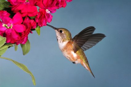 Female Rufous Hummingbird.jpg